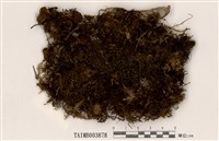 藏品(粗齒雉尾苔)的圖片